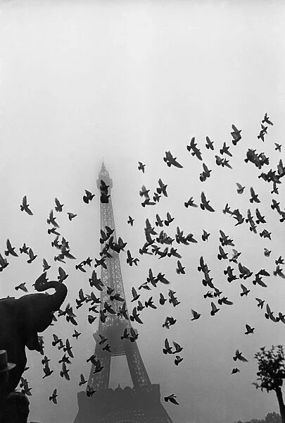Flight of pigeons in front of the Eiffel Tower