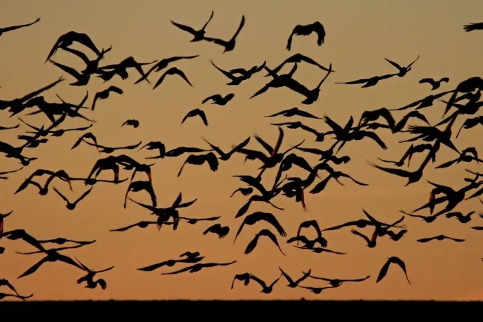 Framed Print : Flocks of ravens from northern Poland and Russia arrive in the southern Czech town Framed Print : Flocks of ravens from northern Poland and Russia arrive in the southern Czech town