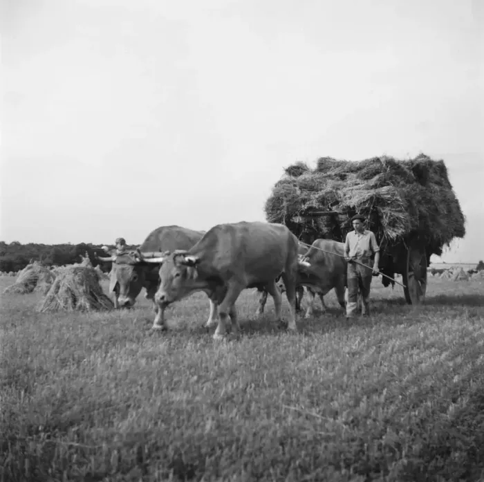 Framed Print : FRANCE-AGRICULTURE-HARVEST