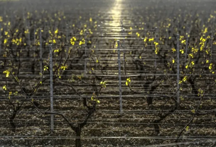 Framed Print : France-Agriculture-Wine-Weather