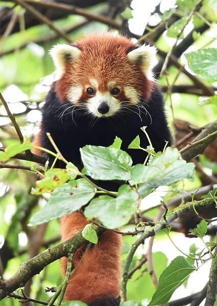 France-Animals-Red Panda