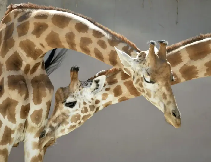 Framed Print : France-Animals-Zoo-Giraffe