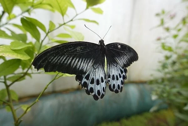 France-Art-Butterflies
