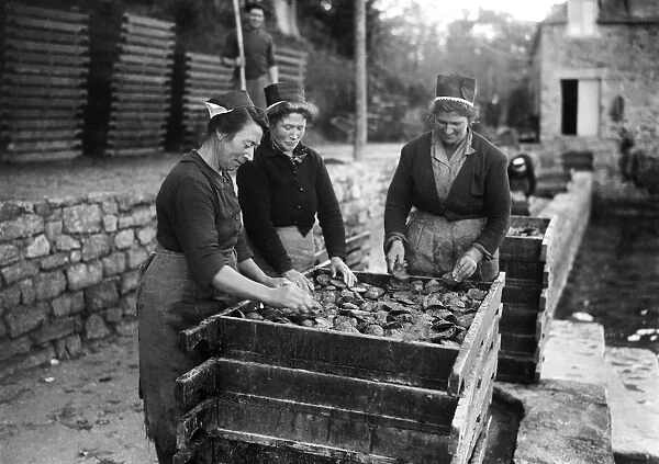 France-Brittany-Oysters
