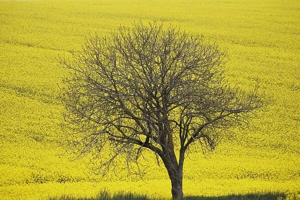 France-Nature-Tree. This photo taken on May 1