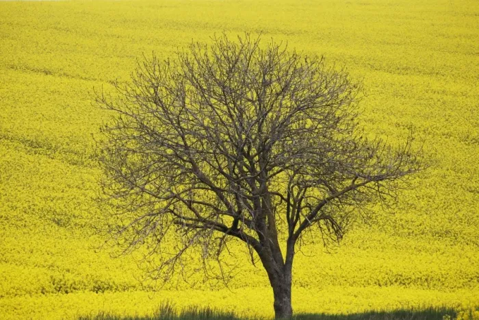 Framed Print : France-Nature-Tree Framed Print : France-Nature-Tree