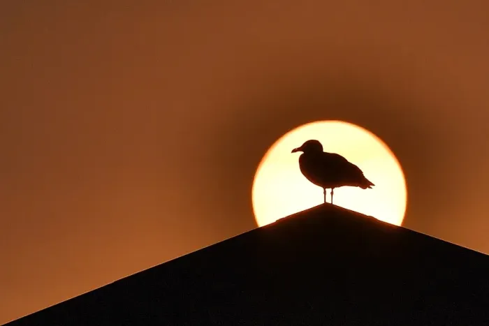 Framed Print : France - Sunset - Bird