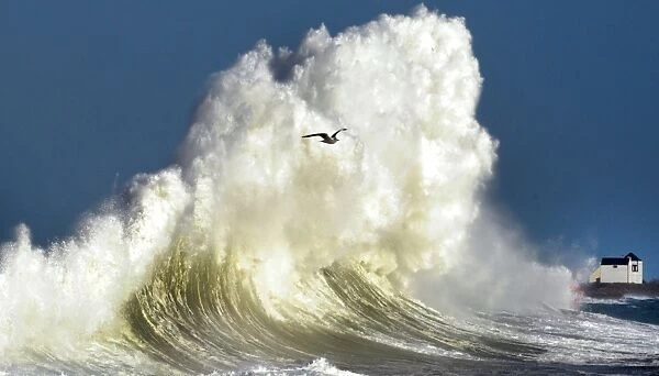 France-Weather-Wave-Bird