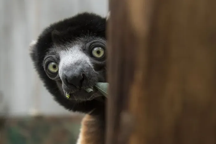 Framed Print : France-Zoo-Animal-Sifaka