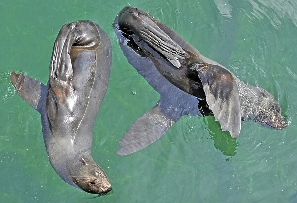 Germany-Animal- Fur Seals