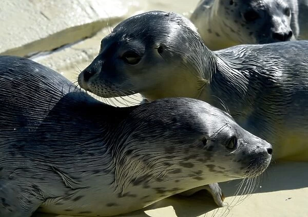 Germany-Animal-Seals