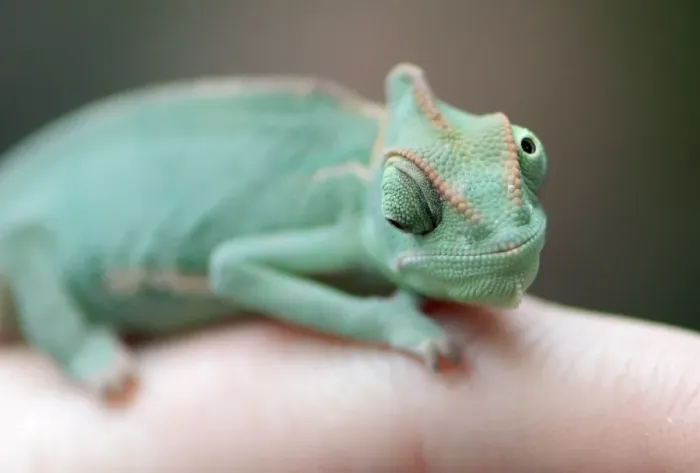 Framed Print : Germany-Animals-Chameleon Framed Print : Germany-Animals-Chameleon