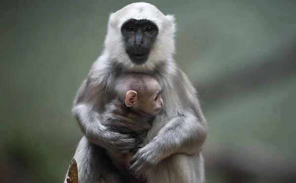 Gray Langur Mother and Baby Berlin Zoo