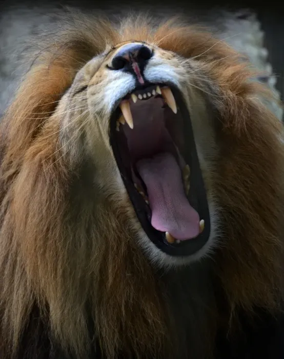 Framed Print : Honduras-Animals-Lion