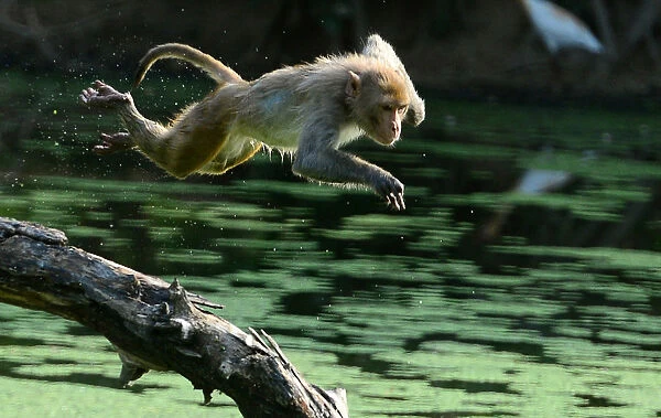 India-Animal-Monkey