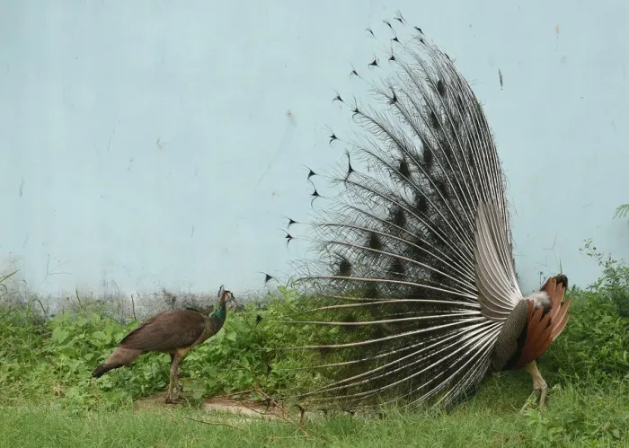 Framed Print : India-Animal-Peacock
