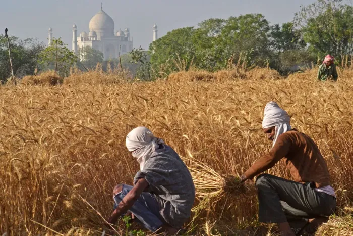 Framed Print : INDIA-ECONOMY-AGRICULTURE Framed Print : INDIA-ECONOMY-AGRICULTURE