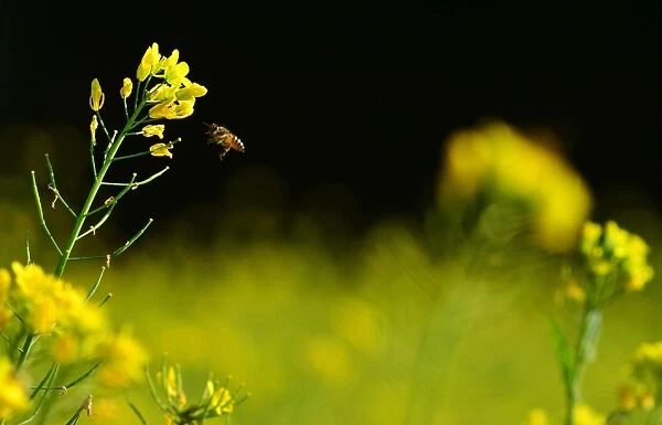 India-Environment-Bee