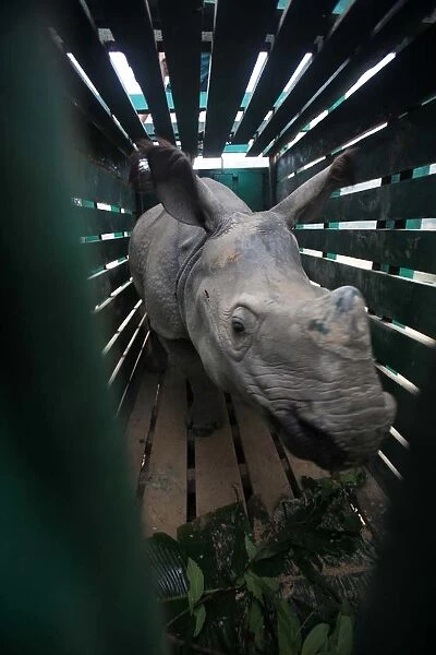 India-Environment-Rhino-Calf