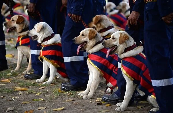India-Police-Dog. Indian police dog squad handlers stand with their dogs