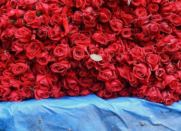 India-Society-Valentines-Roses