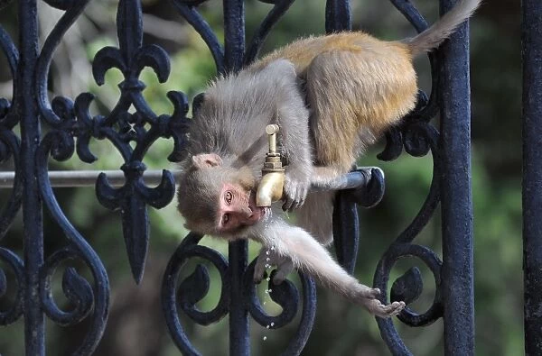 India-Weather-Heat. A monkey drinks from a water tap on a hot day in the