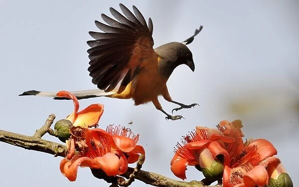 India-Wildlife-Bird