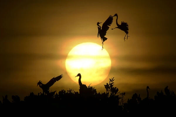 Indonesia-Animal. Some Egret birds take a flight as others rest on the
