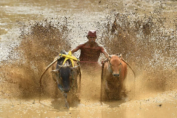 Indonesia-Culture-Traditional-Sport-Bull-Race
