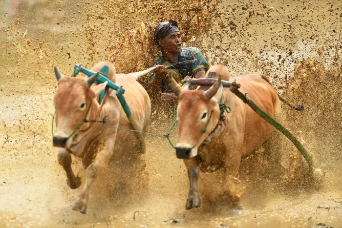 Framed Print : Indonesia-Culture-Traditional-Sport-Bull-Race