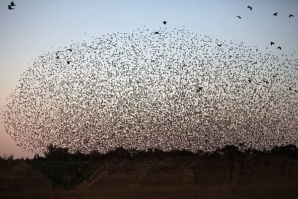 Israel-Birds-Starlings