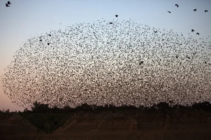 Framed Print : Israel-Birds-Starlings