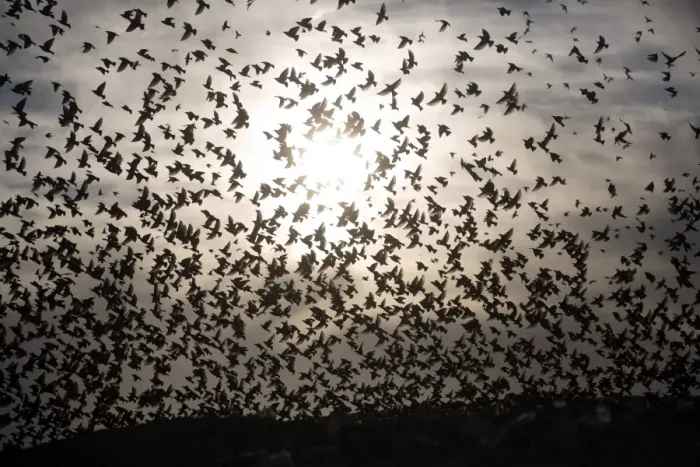 Framed Print : Israel-Birds-Starlings-Murmuration