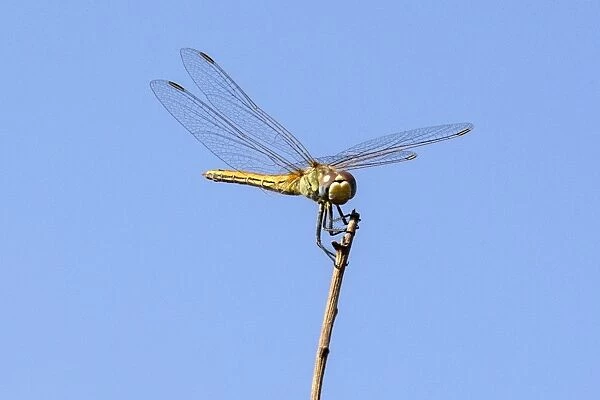 Israel-Nature-Insect-Dragonfly
