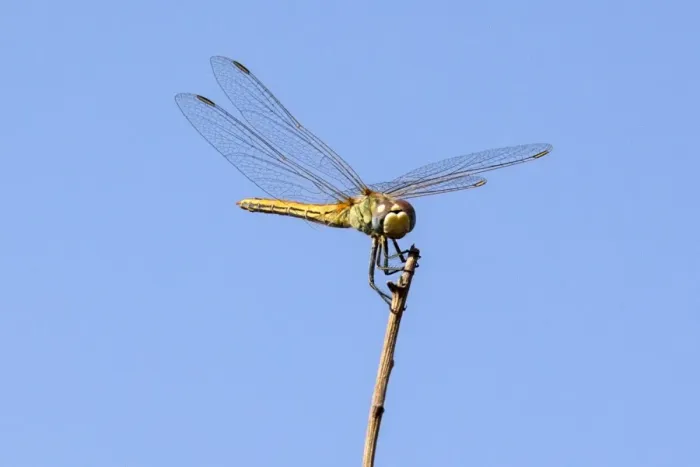 Framed Print : Israel-Nature-Insect-Dragonfly Framed Print : Israel-Nature-Insect-Dragonfly