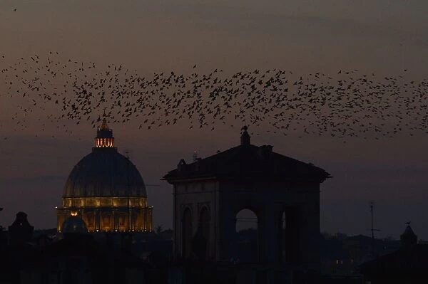 Italy-Birds-Migration-Starlings
