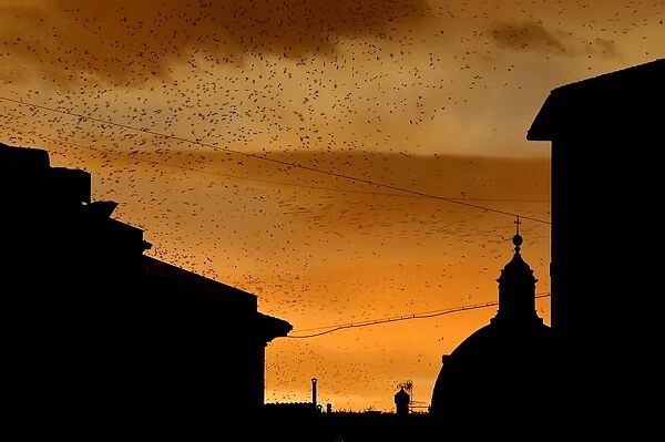 Italy-Birds-Starlings-Feature
