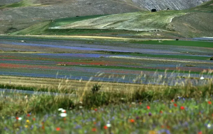Framed Print : Italy-Feature-Castelluccio-Earthquaks