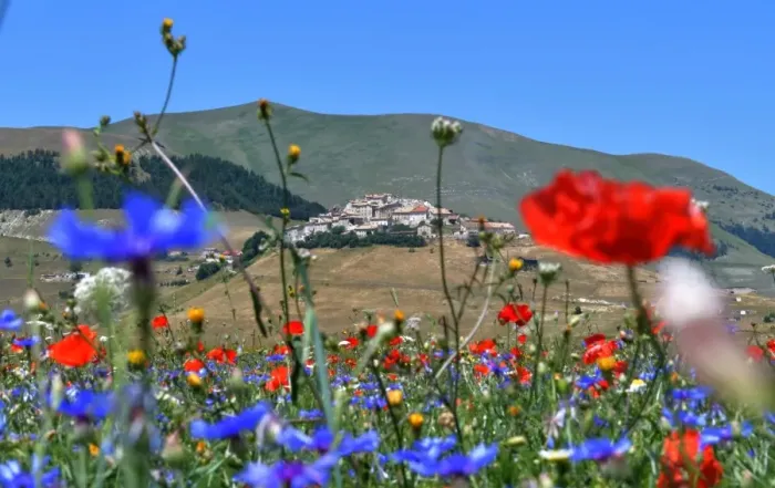 Framed Print : Italy-Feature-Castelluccio-Flowers Framed Print : Italy-Feature-Castelluccio-Flowers