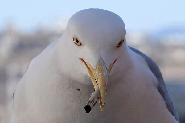 Italy-Forum-Seagull. A seagull holds a cigarette butt in its beak near