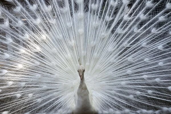 Japan-Animal-Peacock