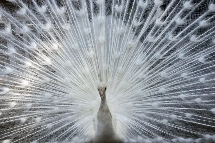 Framed Print : Japan-Animal-Peacock