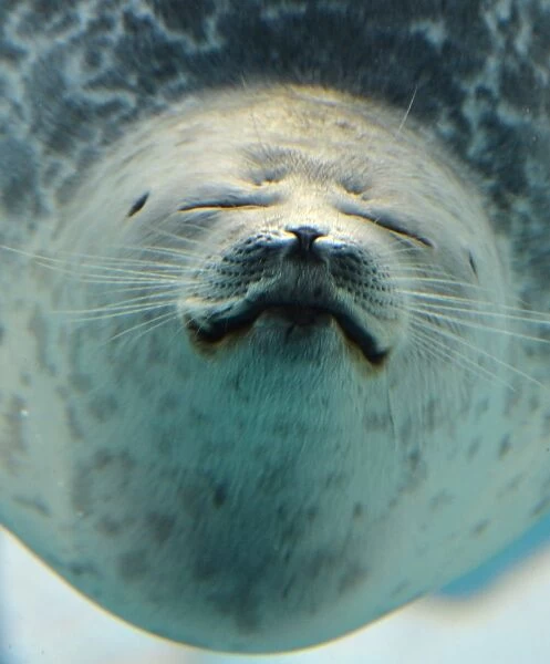 Japan-Animal-Seal. A ringed seal swims in a water tank at the Osaka Aquarium