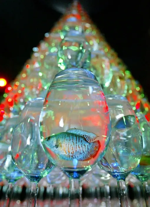Framed Print : Japan-Aquarium-Xmas Framed Print : Japan-Aquarium-Xmas