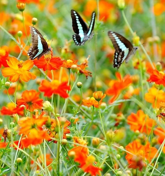 Japan-Cosmos. Butterflies flit in a field of red