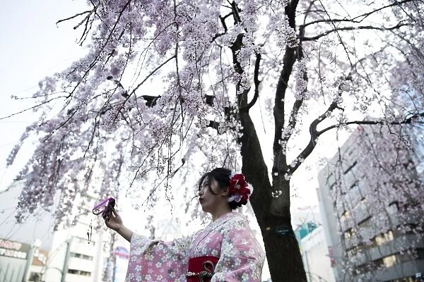 Japan-Lifestyle-Cherry-Blossom