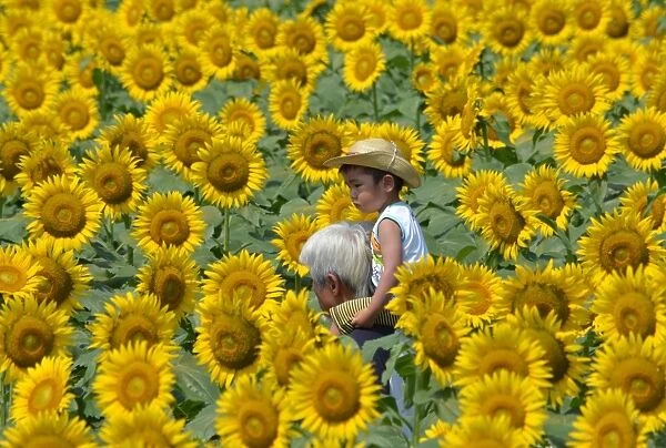 Japan-Summer-Sunflowers
