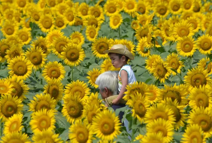 Framed Print : Japan-Summer-Sunflowers