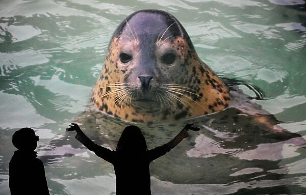 Japan-Zoo-3D. Children enjoy the HD (high-definition) image of a seal at