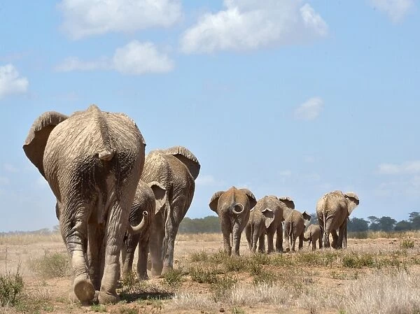Kenya-Amboseli-Elephants-Ivory